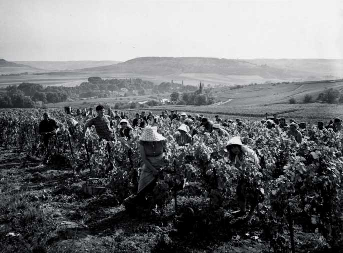 Harvest time at Château de la Marquetterie