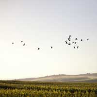 Le Vignoble